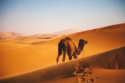 骆驼在沙漠上行走
